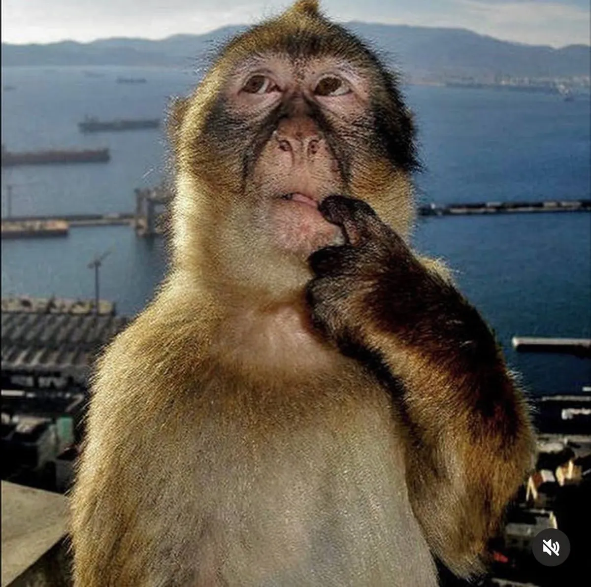 Monkey Meme Generator — Hand gesture detection app with monkey reaction memes.